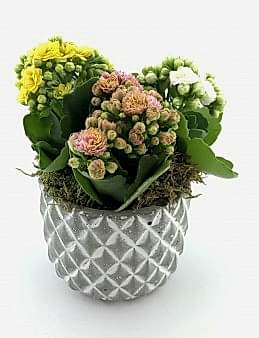 Renkli Kalanchoe Saksı Çiçekleri Saksı Çiçekleri çiçek gönder