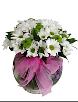 Cam fanus içinde papatya  Aranjmanlar çiçek gönder