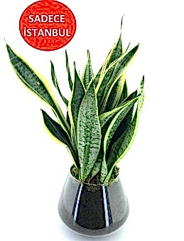 Sansevieria Bitkisi Saksı Çiçekleri çiçek gönder