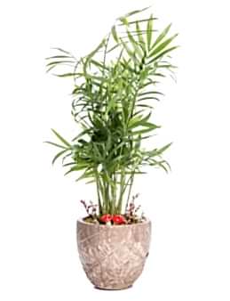 Wood Herba Serisi Chamadora Tasarım Saksı Çiçekleri çiçek gönder