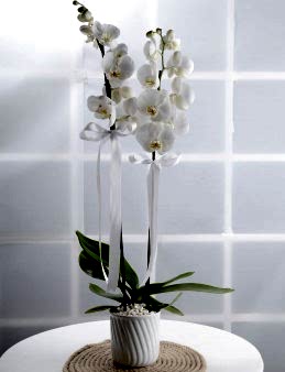 Çiftli Beyaz Orkide Orkideler çiçek gönder
