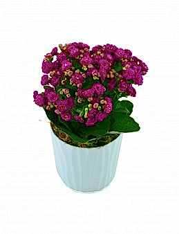 Kalanchoe Saksı Çiçeği  çiçek gönder