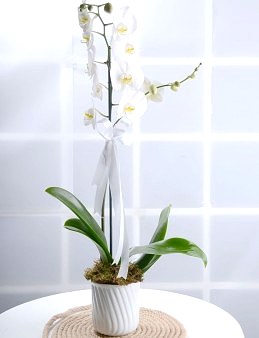 Beyaz Bir Sayfa Orkide Çiçeği  çiçek gönder