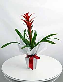 Guzmanya Saksı Bitkisi Saksı Çiçekleri çiçek gönder