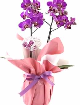 Classy Mor  Orkide Orkideler çiçek gönder