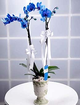 Hayalperest Mavi Orkide Çiçeği Orkideler çiçek gönder