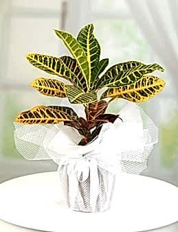 Kraton Saksı Çiçekleri çiçek gönder