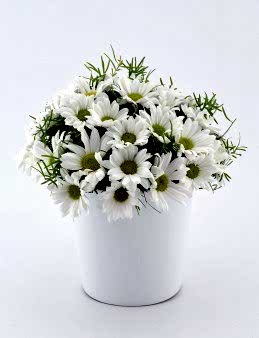 Papatya Prensesi Aranjmanlar çiçek gönder