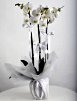 3 Dallı Beyaz Orkide Çiçeği.  çiçek gönder