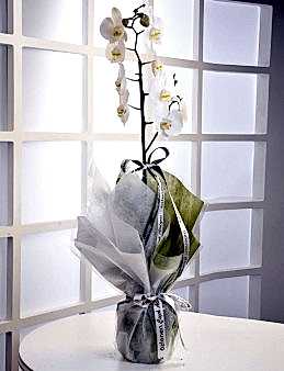 Tek Dallı Orkide 2  çiçek gönder