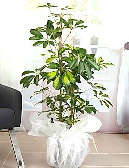 İkili Şeflera  çiçek gönder