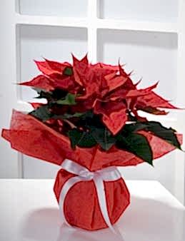 Puansetya Saksı Çiçeği Saksı Çiçekleri çiçek gönder