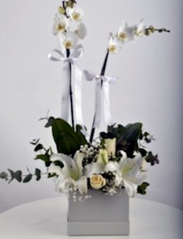 Kare Kutuda Orkide Şöleni  çiçek gönder