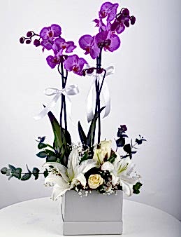 Beyaz Hediyelik Kutuda Orkide Bahçesi  çiçek gönder