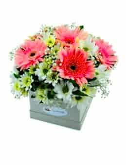 Beyaz Kutu Papatyalar  çiçek gönder