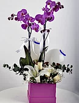 Fuşya Hediyelik Kutuda Çift Dallı Fuşya Orkide Çiçeği Orkideler çiçek gönder