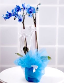 İlahi Aşk Mavi Orkide Çiçeği Orkideler çiçek gönder