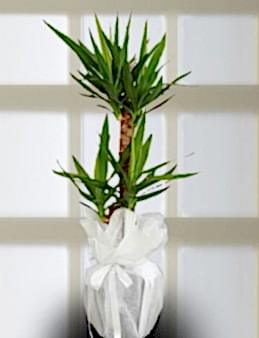 İkili Yucca Saksı Çiçeği. Saksı Çiçekleri çiçek gönder