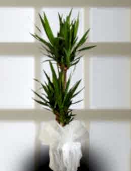 Üçlü Yucca Saksı Çiçeği  çiçek gönder