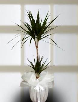 Saksı Çiçeği 2'li Drecana Marginata Saksı Çiçekleri çiçek gönder