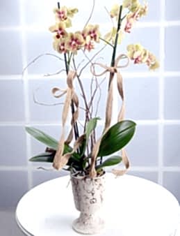 Kış Güneşi Alev Rengi Orkide Çiçeği Orkideler çiçek gönder