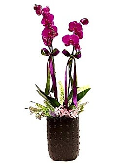 Siyah Vazoda Çift Dallı Orkide Orkideler çiçek gönder