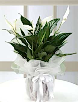 Spatifilyum Saksı Çiçeği  çiçek gönder