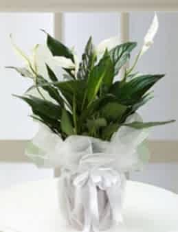 Spathiphyllum  çiçek gönder