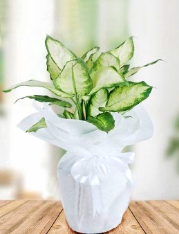 Tropik  çiçek gönder