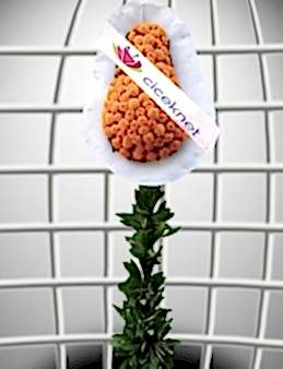 Turunculu Gelin Duvağı  çiçek gönder