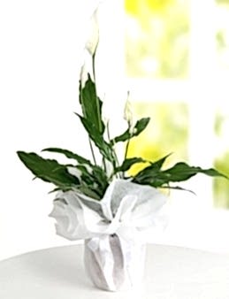 Spatifilyum Saksı Çiçeği Saksı Çiçekleri çiçek gönder