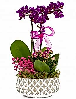 Desenli Saksıda  Mini Orkide ve Kalanchoe Orkideler çiçek gönder
