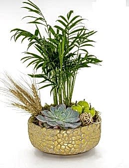 Dağ Palmiyesi ve Ekeberya Bitki Aranjmanı. Saksı Çiçekleri çiçek gönder