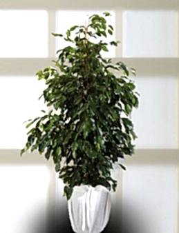 Benjamin Saksı Çiçeği  çiçek gönder