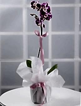 Bir Tek Sen Pembe Orkide Çiçeği  çiçek gönder