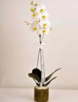 Orkidemsin Orkideler çiçek gönder