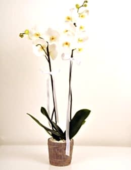 Çift Dallı Beyaz Orkide Orkideler çiçek gönder