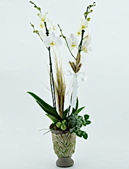Özel Kadeh Vazoda İkili Beyaz Orkide Orkideler çiçek gönder