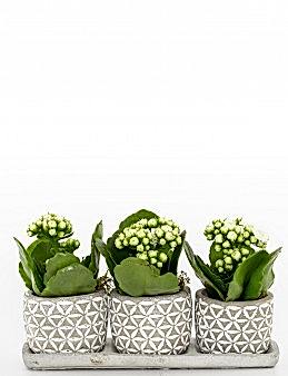 Trio Plus Serisi Beyaz Kalanchoe Bitkisi Saksı Çiçekleri çiçek gönder