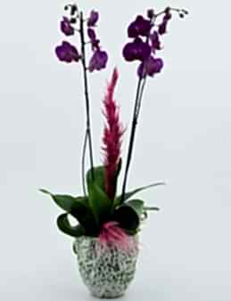 Özel Tasarım Vazoda İkili Mor Orkide Orkideler çiçek gönder