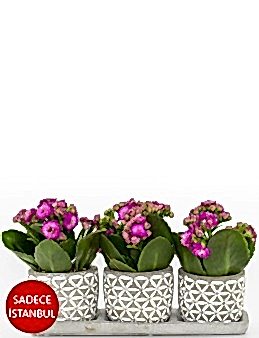 Trio Plus Serisi Pembe Kalanchoe Saksı Çiçekleri çiçek gönder