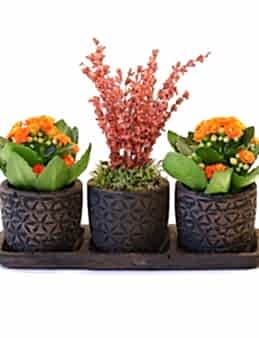 Özel Tasarım Kalanchoeler ve Lavanta Saksı Çiçekleri çiçek gönder