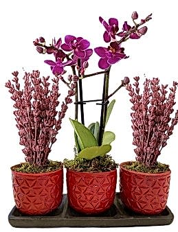 Üçlü Beton Saksıda Orkide ve Lavanta Orkideler çiçek gönder