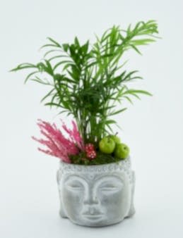  Mini Areka Bitkisi Saksı Çiçekleri çiçek gönder