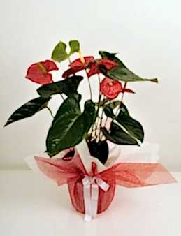 Saksıda  Antoryum Çiçeği Saksı Çiçekleri çiçek gönder