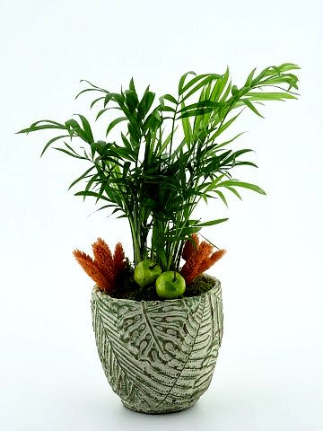 Özel Tasarım Areka Bitkisi Saksı Çiçekleri çiçek gönder