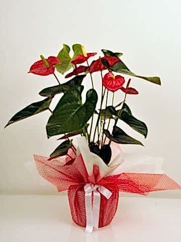 Saksıda  Antoryum Çiçeği Saksı Çiçekleri çiçek gönder