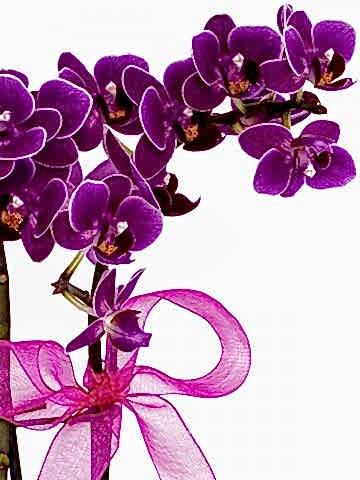 Desenli Saksıda  Mini Orkide ve Kalanchoe Orkideler çiçek gönder