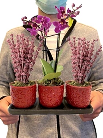 Üçlü Beton Saksıda Orkide ve Lavanta Orkideler çiçek gönder