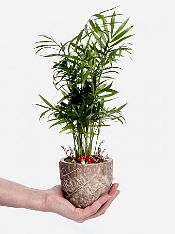 Wood Herba Serisi Chamadora Tasarım Saksı Çiçekleri çiçek gönder